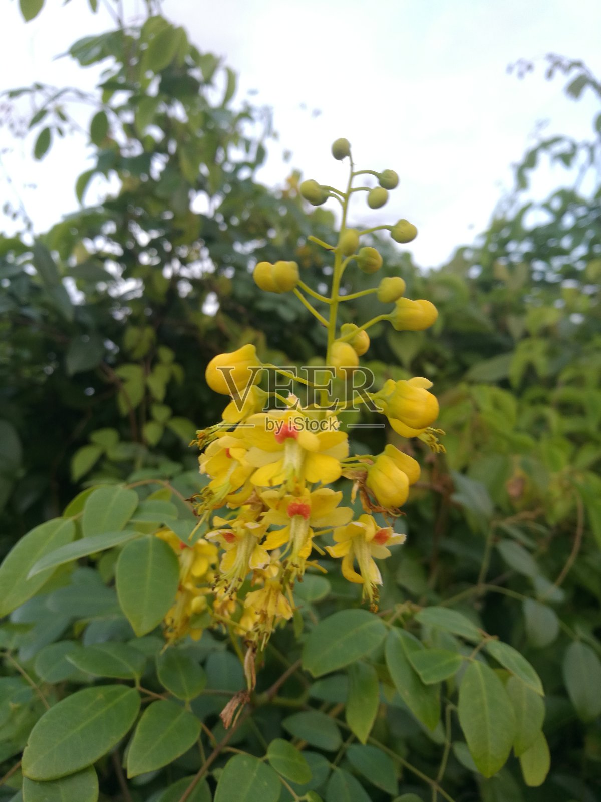 注意看那朵黄花。照片摄影图片