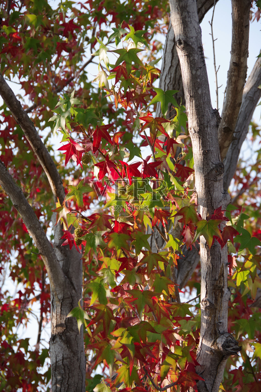 秋天的颜色照片摄影图片
