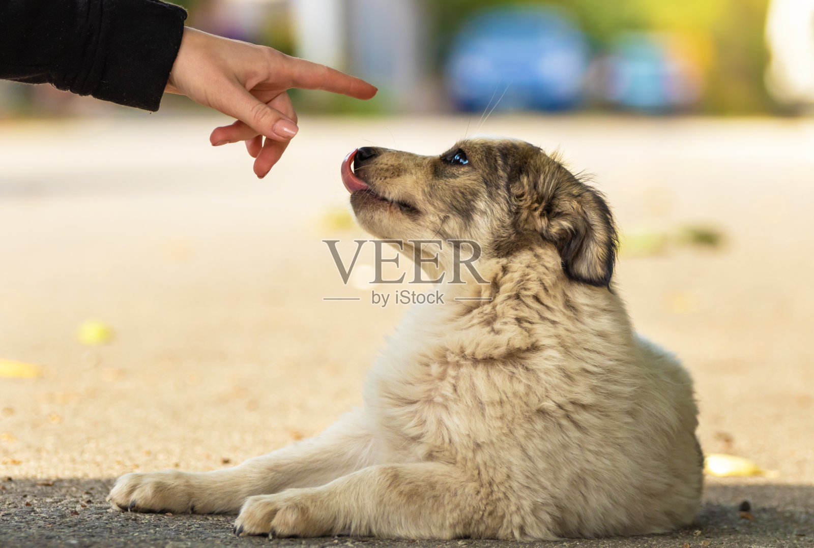 人们对着一只可爱的小狗发出一声啵啵声，秋天到了，路上满是树叶照片摄影图片