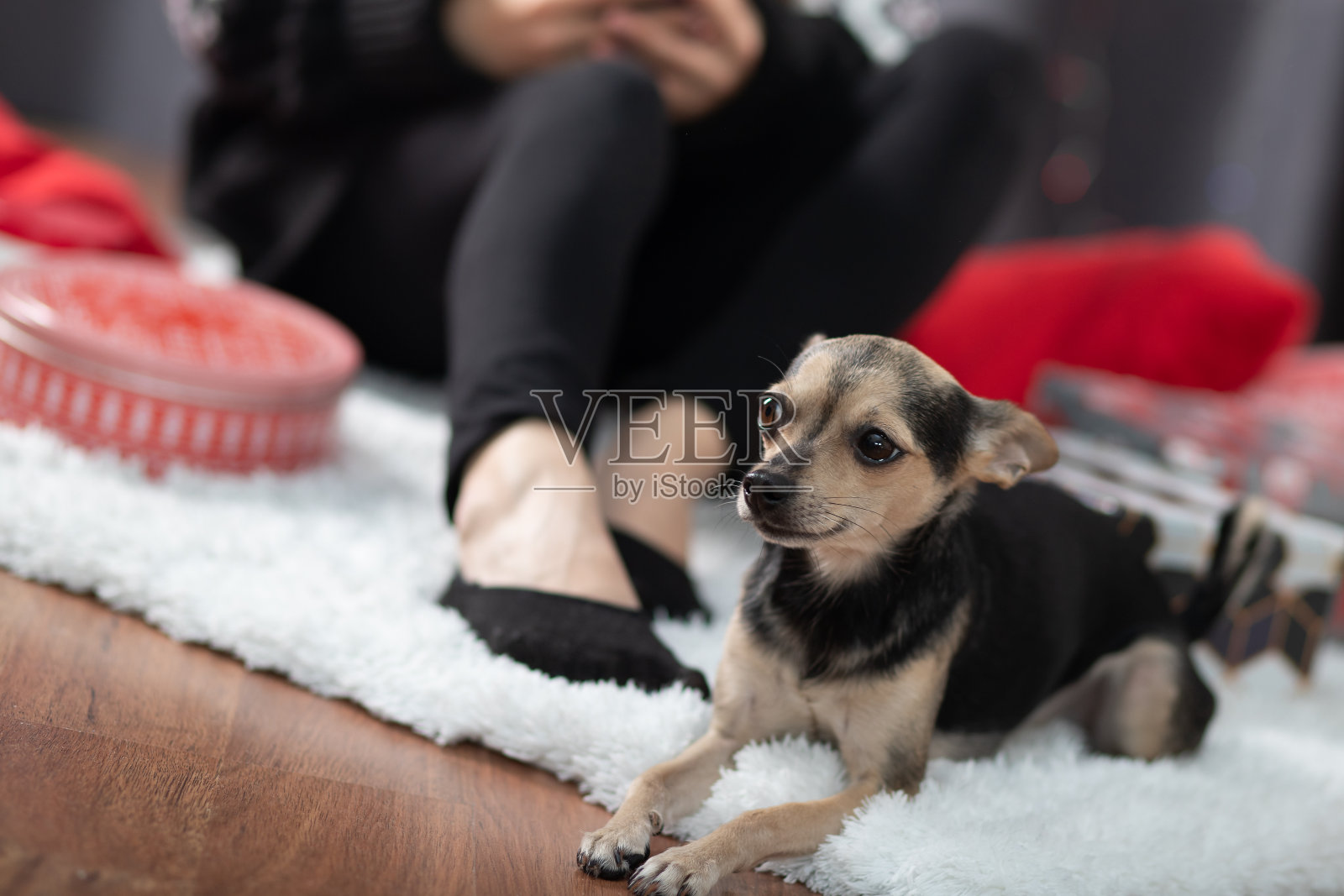 可爱的小狗躺在主人旁边，夹在圣诞礼物中照片摄影图片