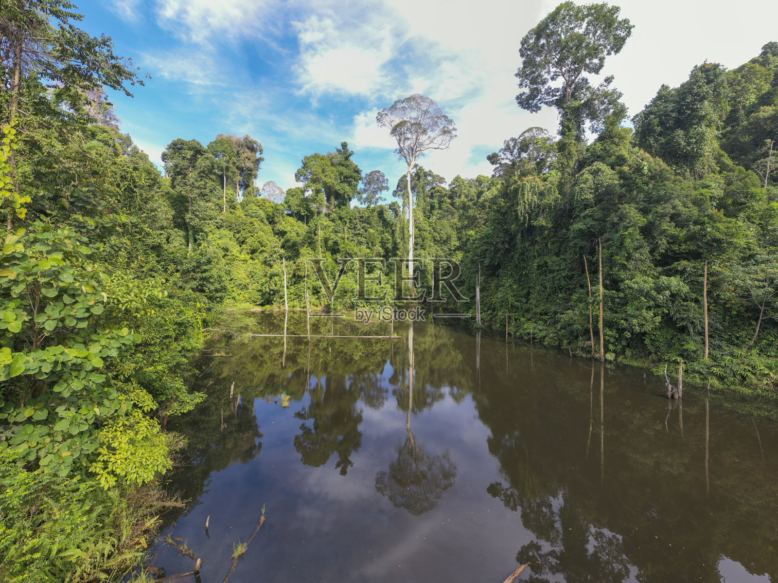 马来西亚婆罗洲热带雨林原始丛林。照片摄影图片