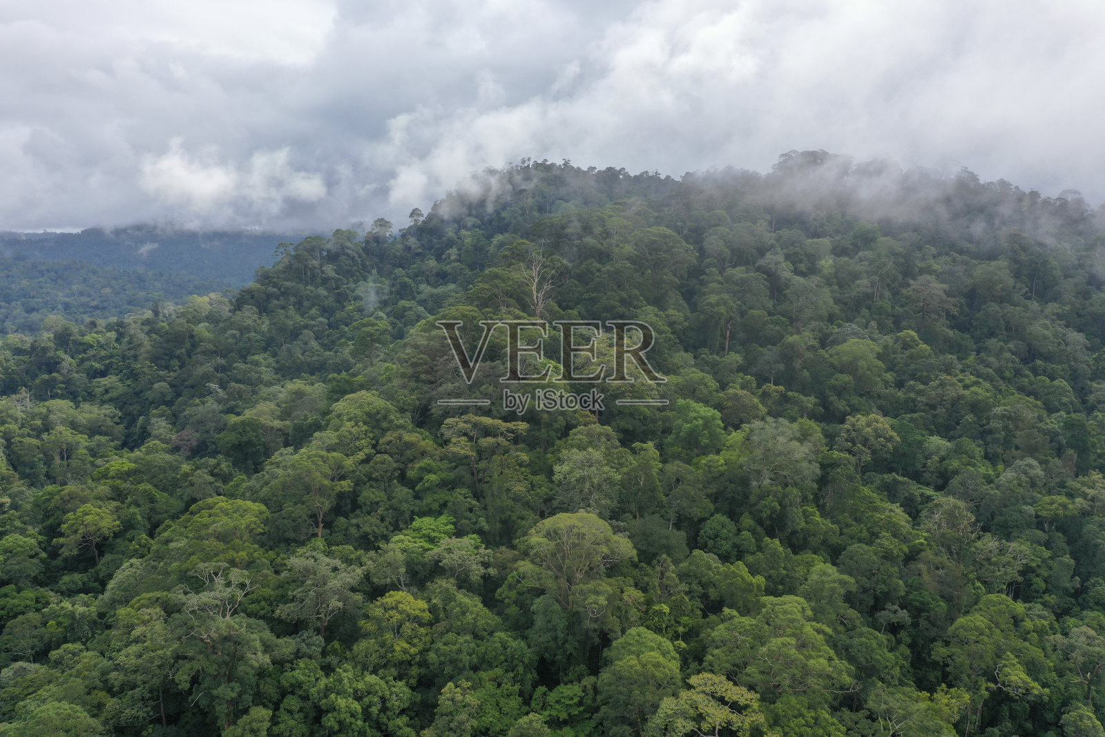 马来西亚婆罗洲热带雨林原始丛林。照片摄影图片