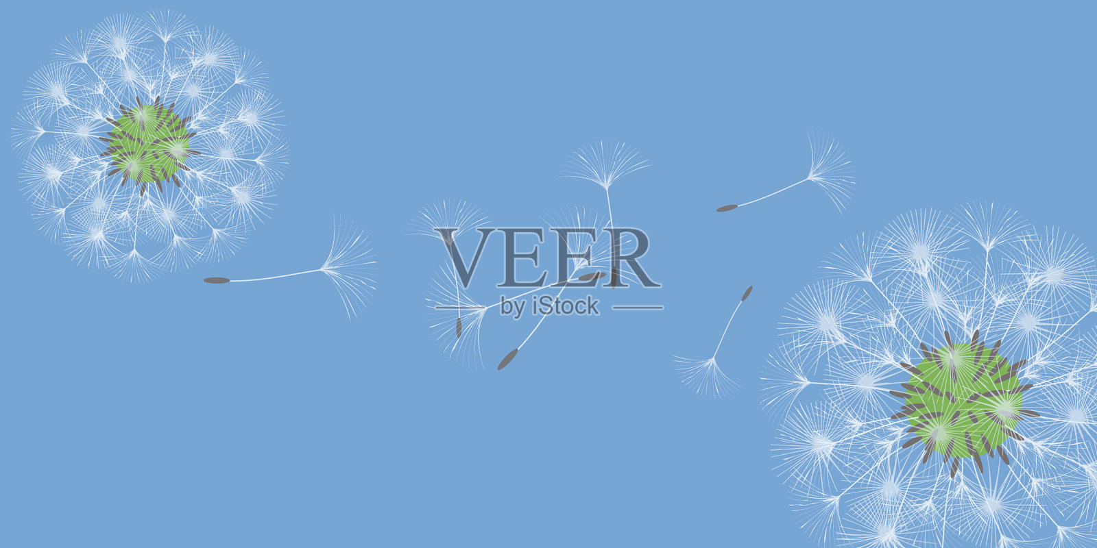 蒲公英的背景插画图片素材