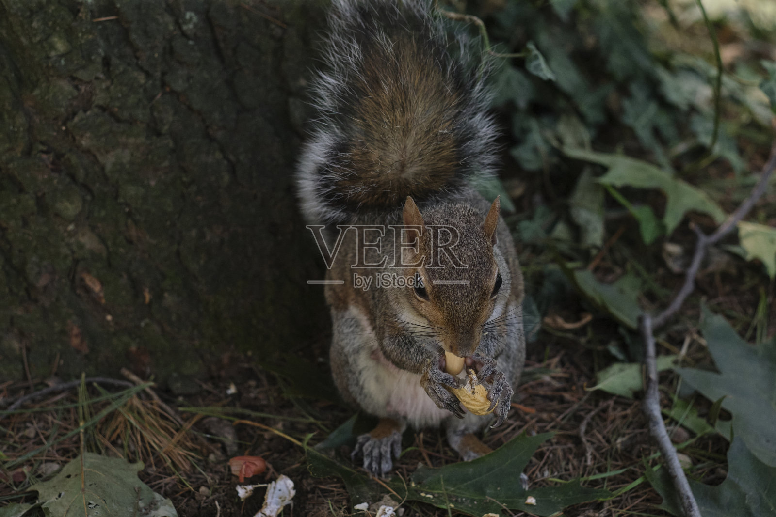 松鼠照片摄影图片