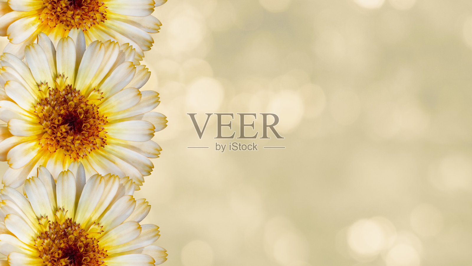 美丽的金盏花在黄色模糊的背景。节日鲜花的概念。花卡与花，复制空间。照片摄影图片