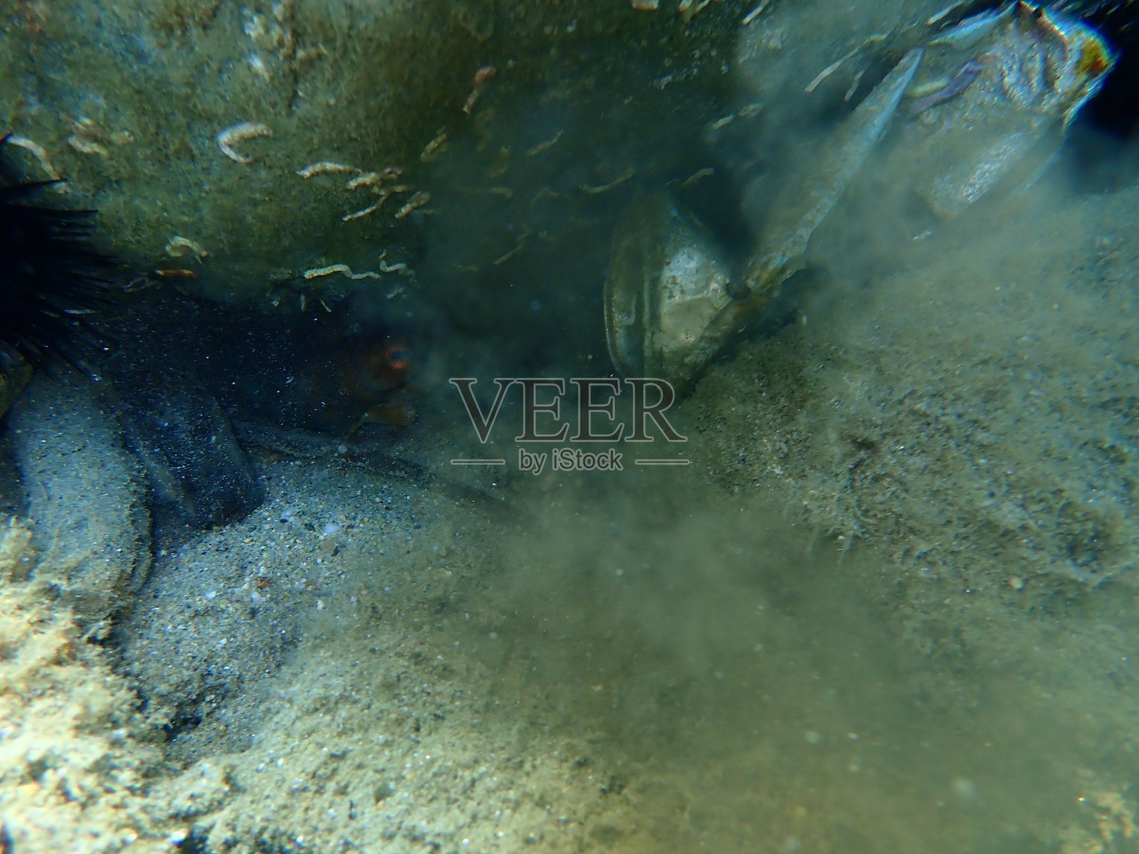 爱琴海下普通章鱼(octopus vulgaris)墨汁照片摄影图片