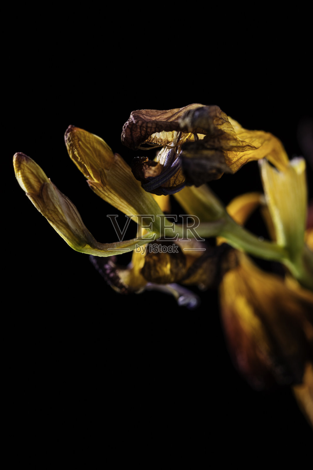 脆弱的,2020照片摄影图片