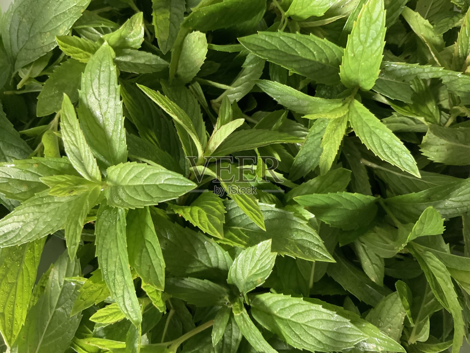 薄荷的背景照片摄影图片