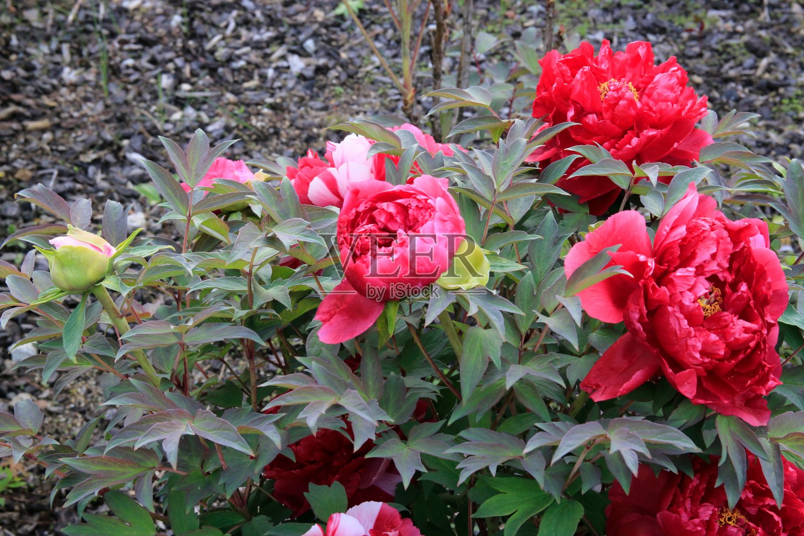 红牡丹盛开照片摄影图片