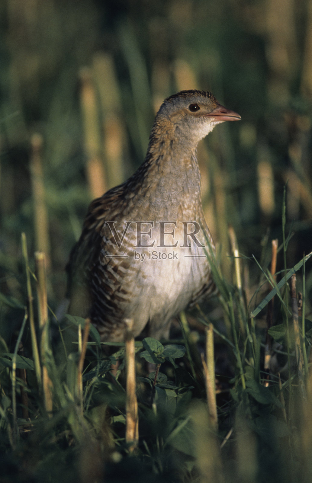 长脚秧鸡照片摄影图片