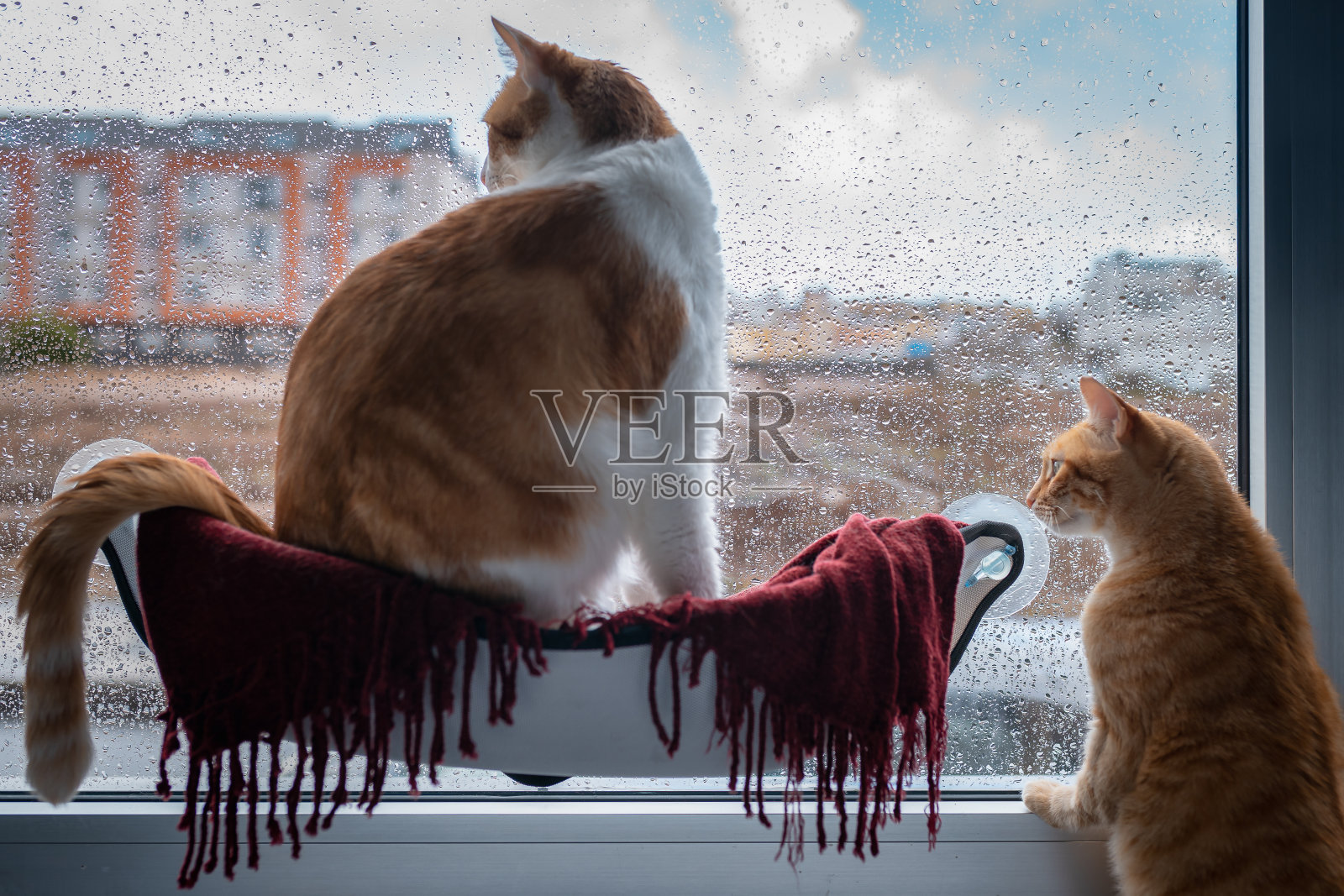 两只家猫往窗外看照片摄影图片