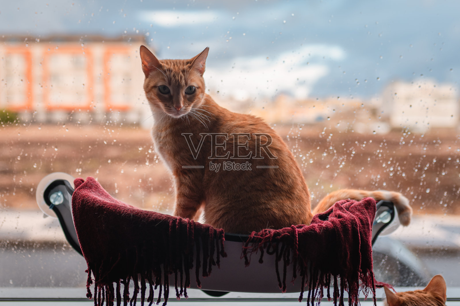 一只棕色虎斑猫坐在窗边的吊床上照片摄影图片