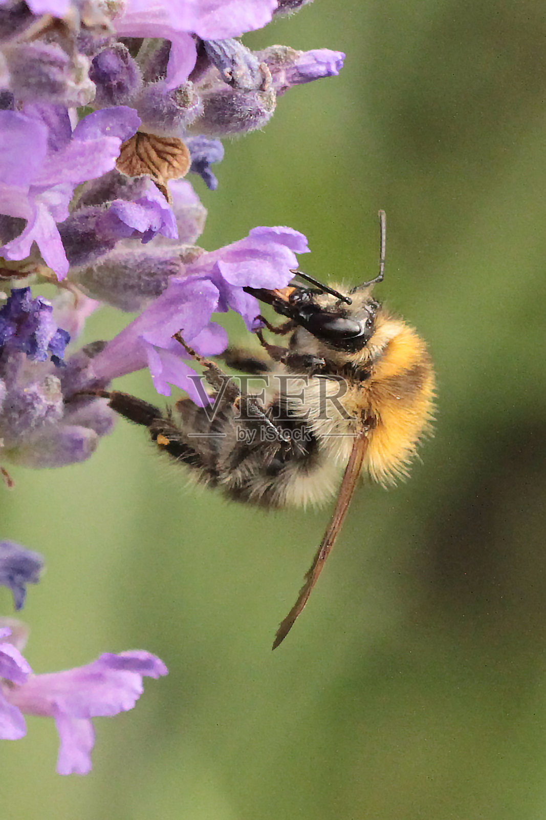 田野大黄蜂——红大黄蜂(Bombus pascuorum)照片摄影图片