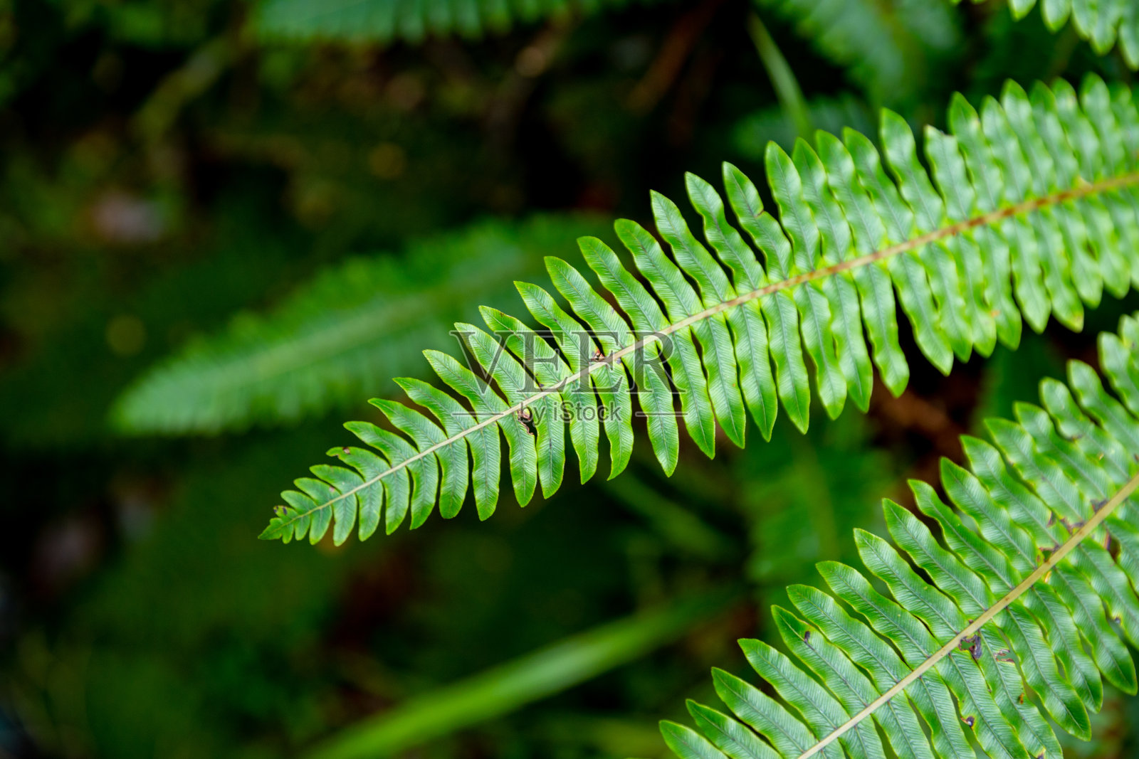 新西兰本土的银蕨照片摄影图片