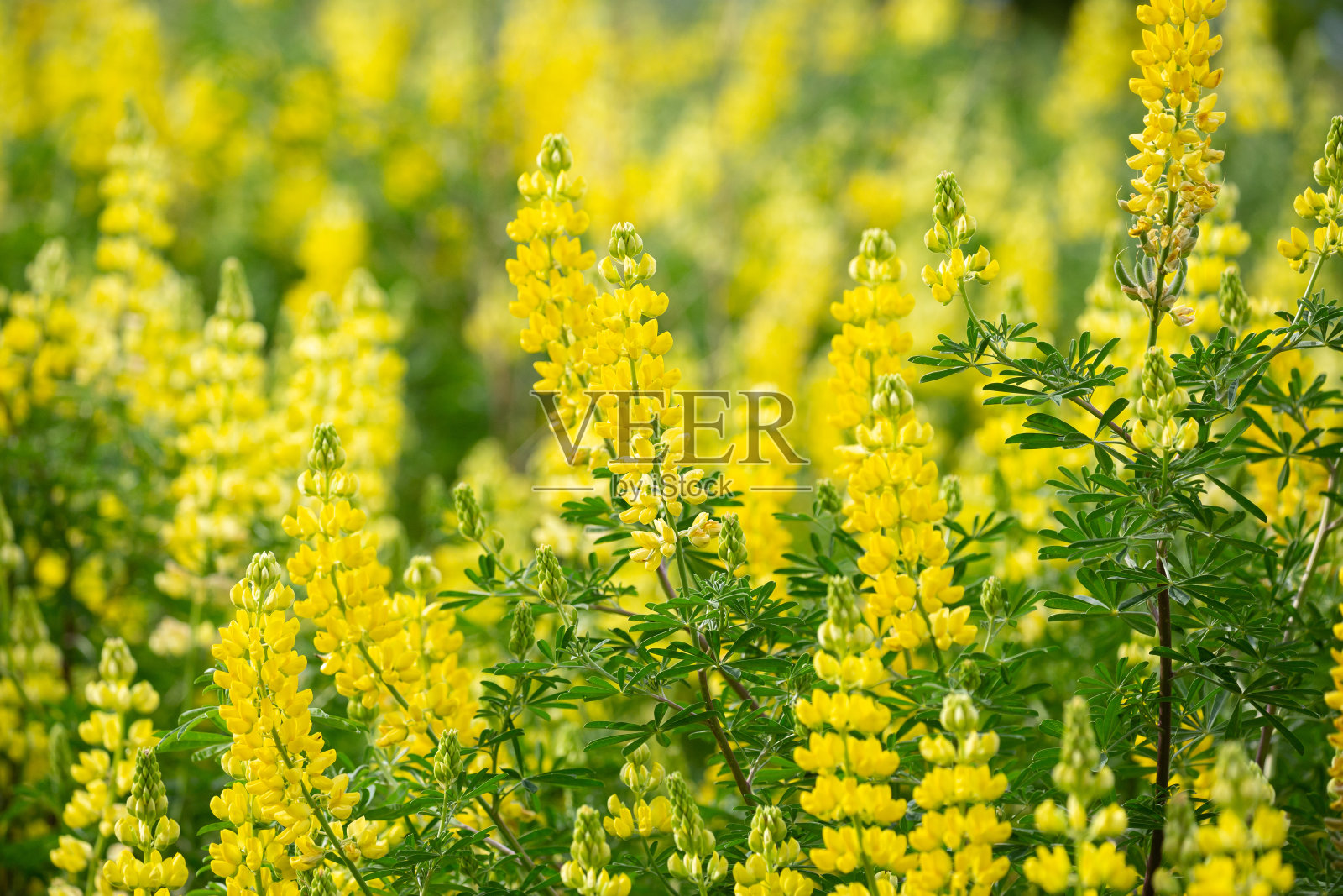 黄羽扇豆在新西兰南岛大量生长照片摄影图片