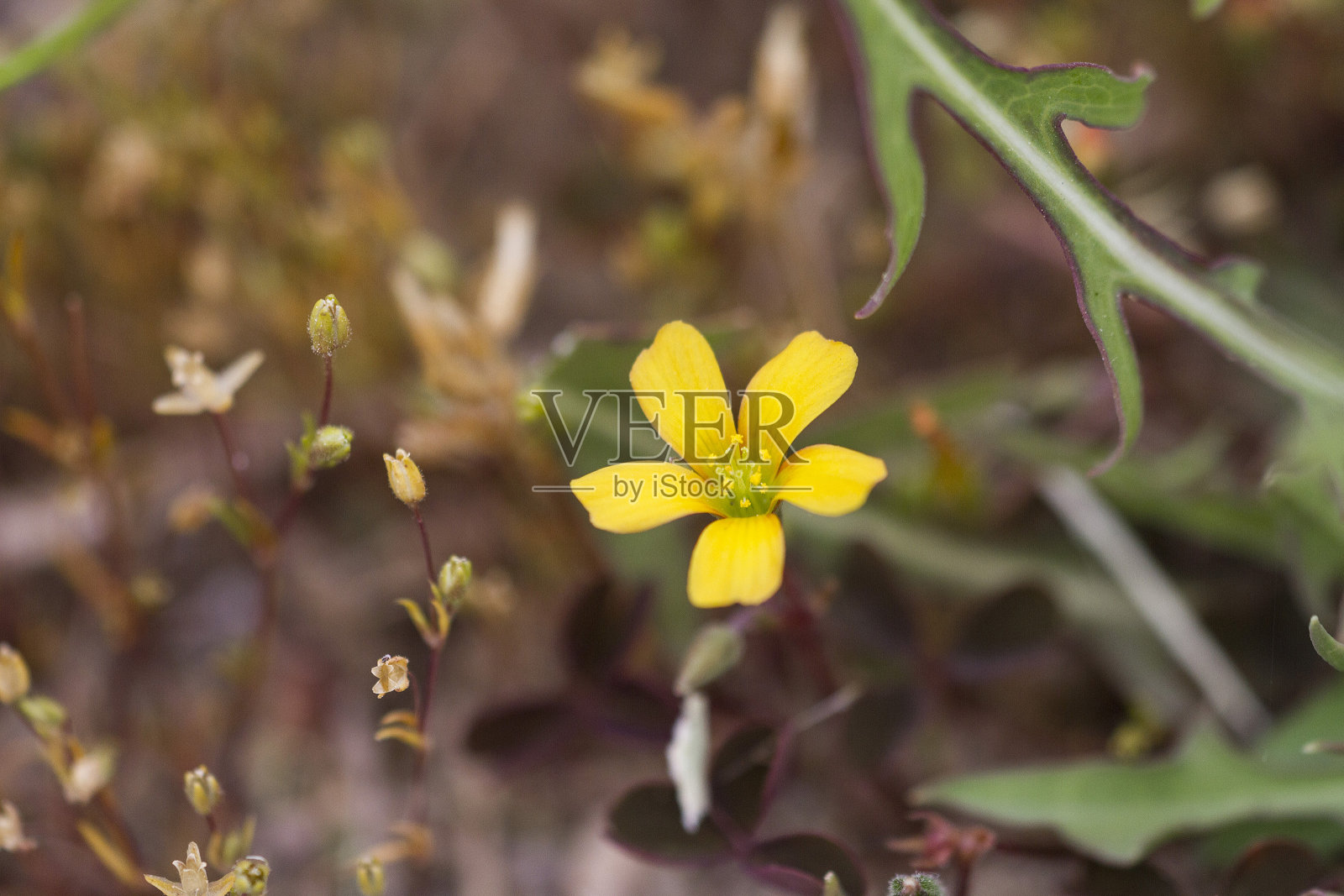三叶草花照片摄影图片