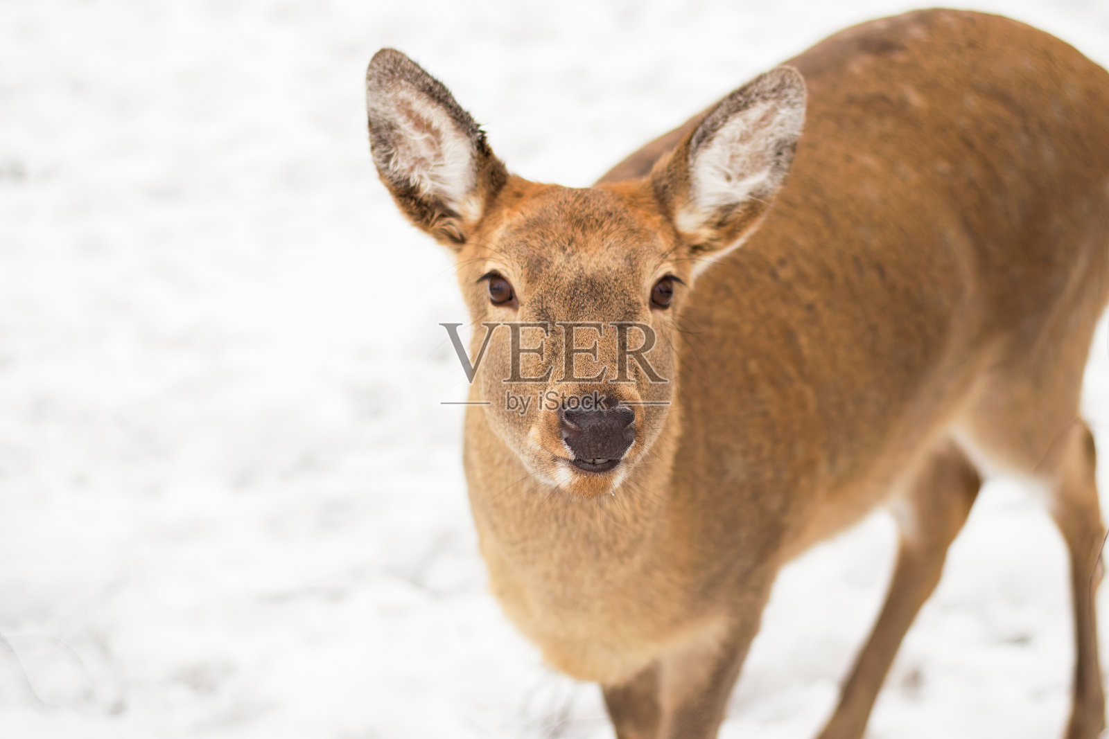 一只母斑点鹿。阳光明媚的冬日，雪花飘落。照片摄影图片