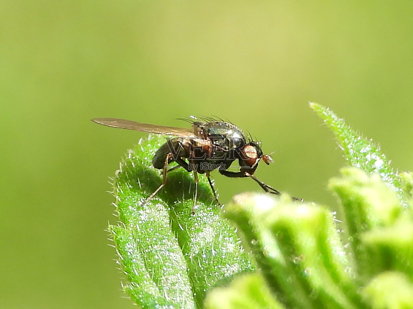 身份不明的双翅目照片摄影图片