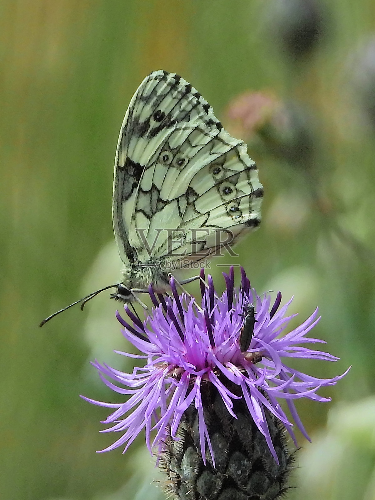 半死。照片摄影图片