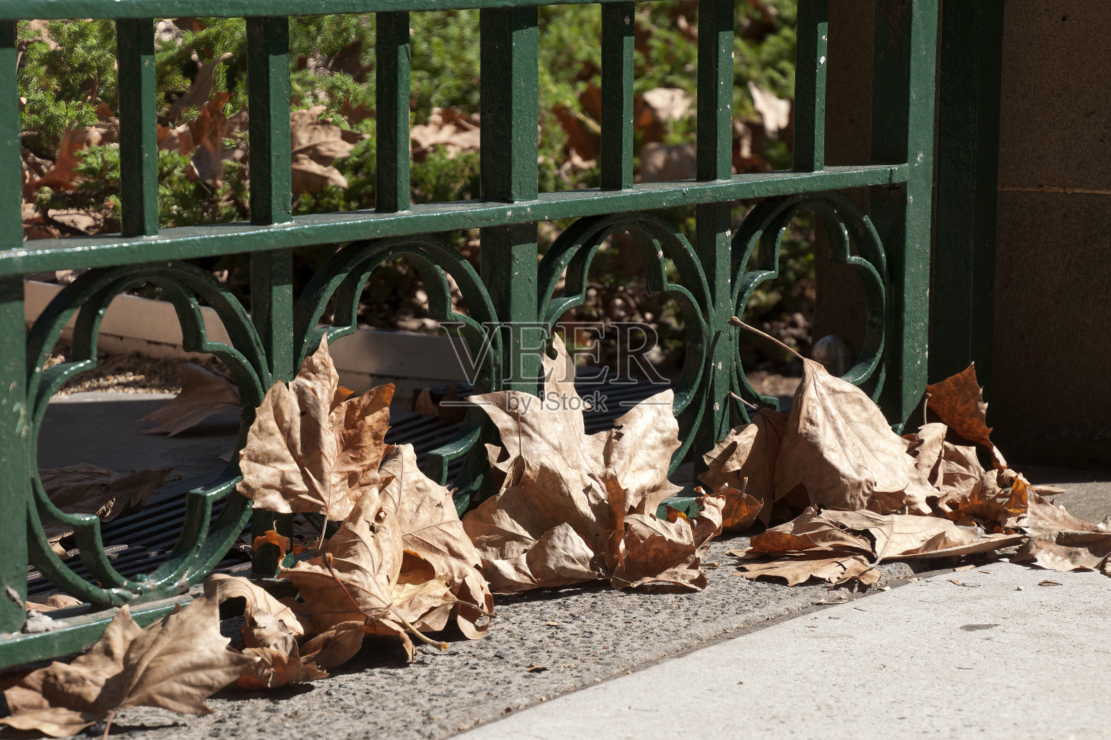 倚着金属栅栏的无花果树或悬铃木枯干的秋叶照片摄影图片