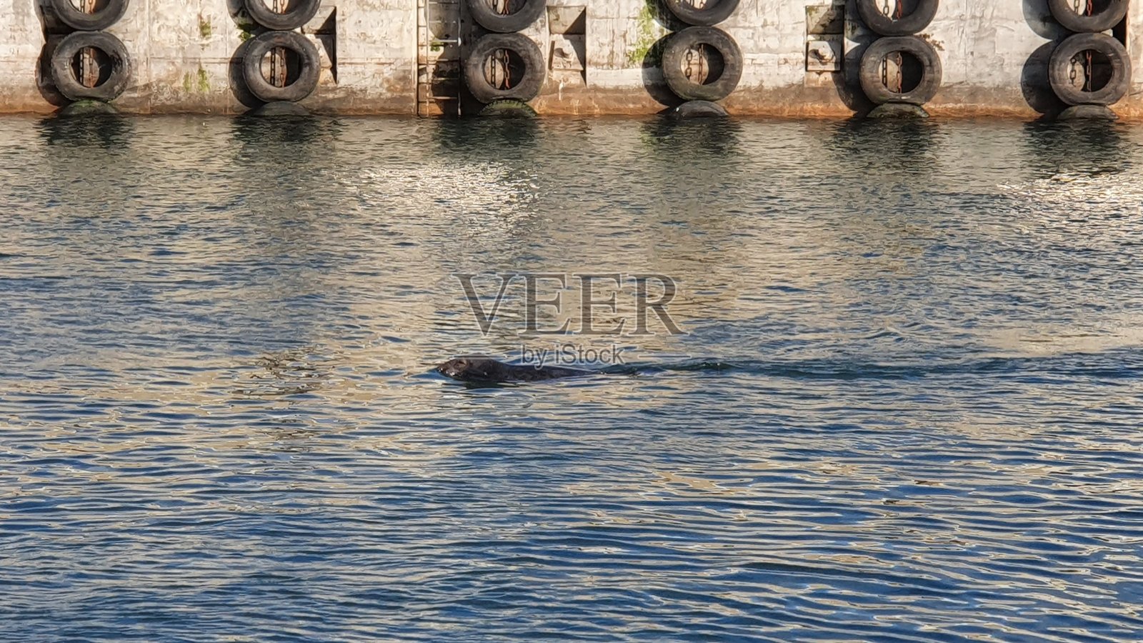 港海豹照片摄影图片