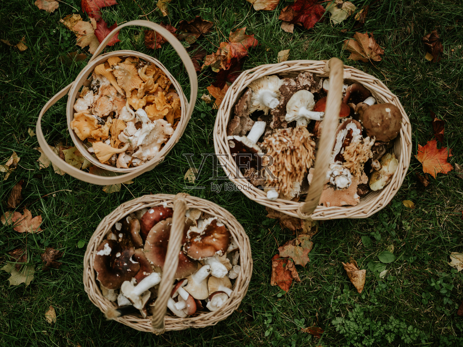 装满森林里新鲜采摘的食用蘑菇的篮子照片摄影图片