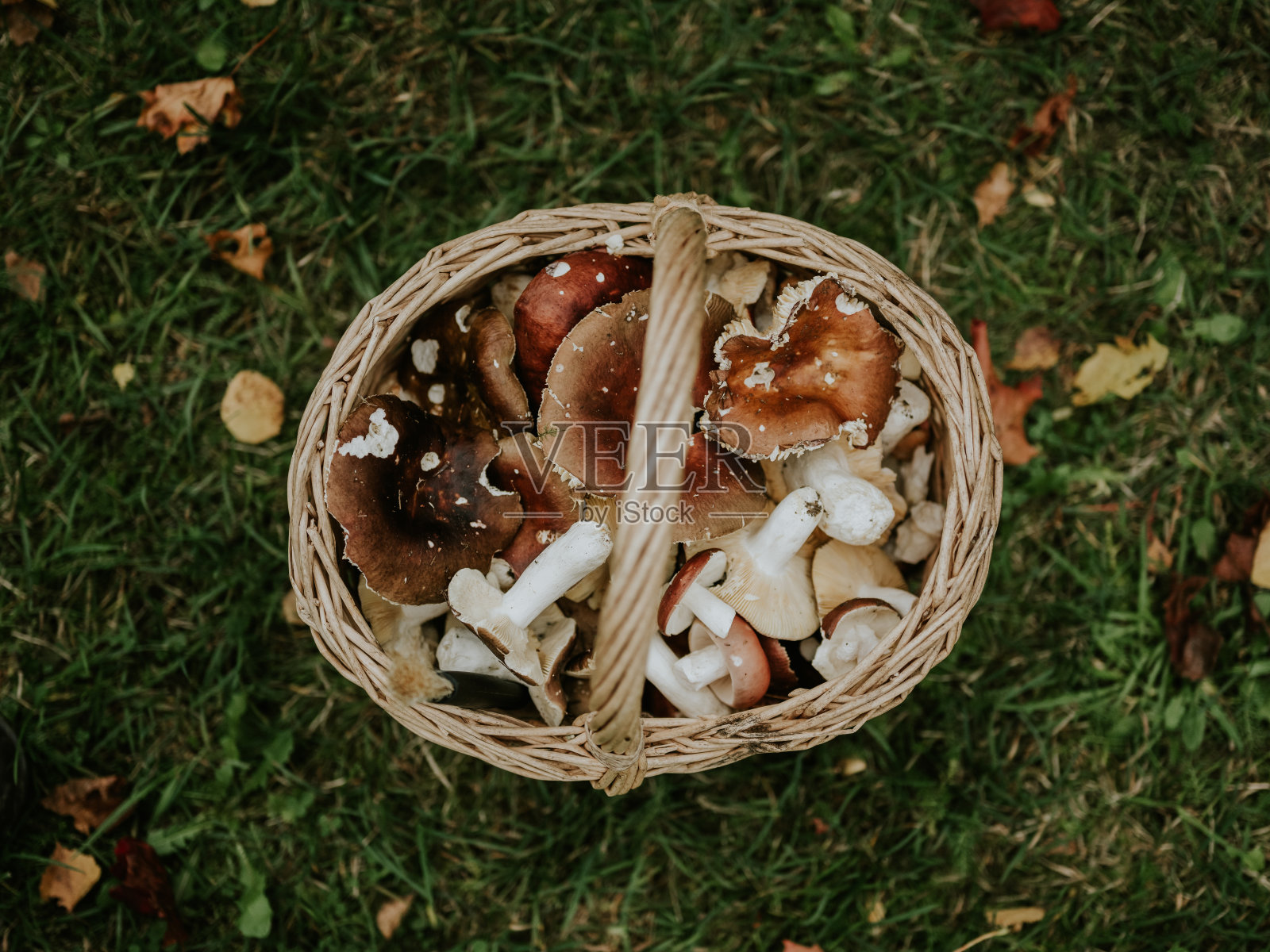 装满森林里新鲜采摘的食用蘑菇的篮子照片摄影图片