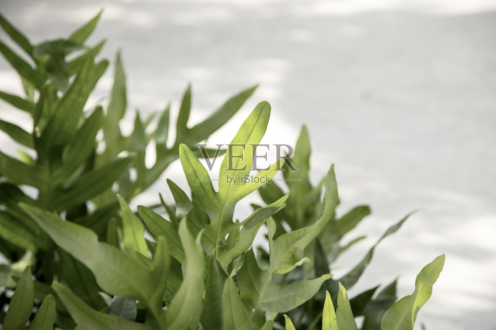 绿叶的特写照片摄影图片