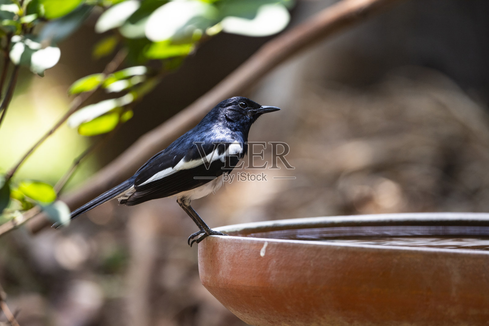 东方喜鹊罗宾照片摄影图片