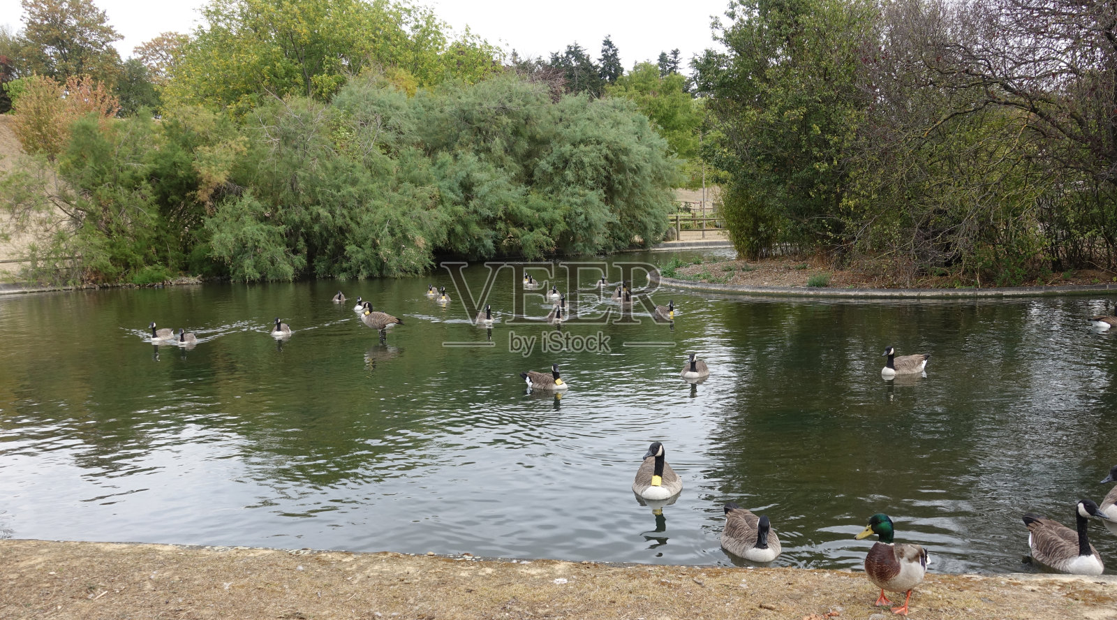 在巴黎地区一个公园的池塘里游泳的加拿大鹅照片摄影图片