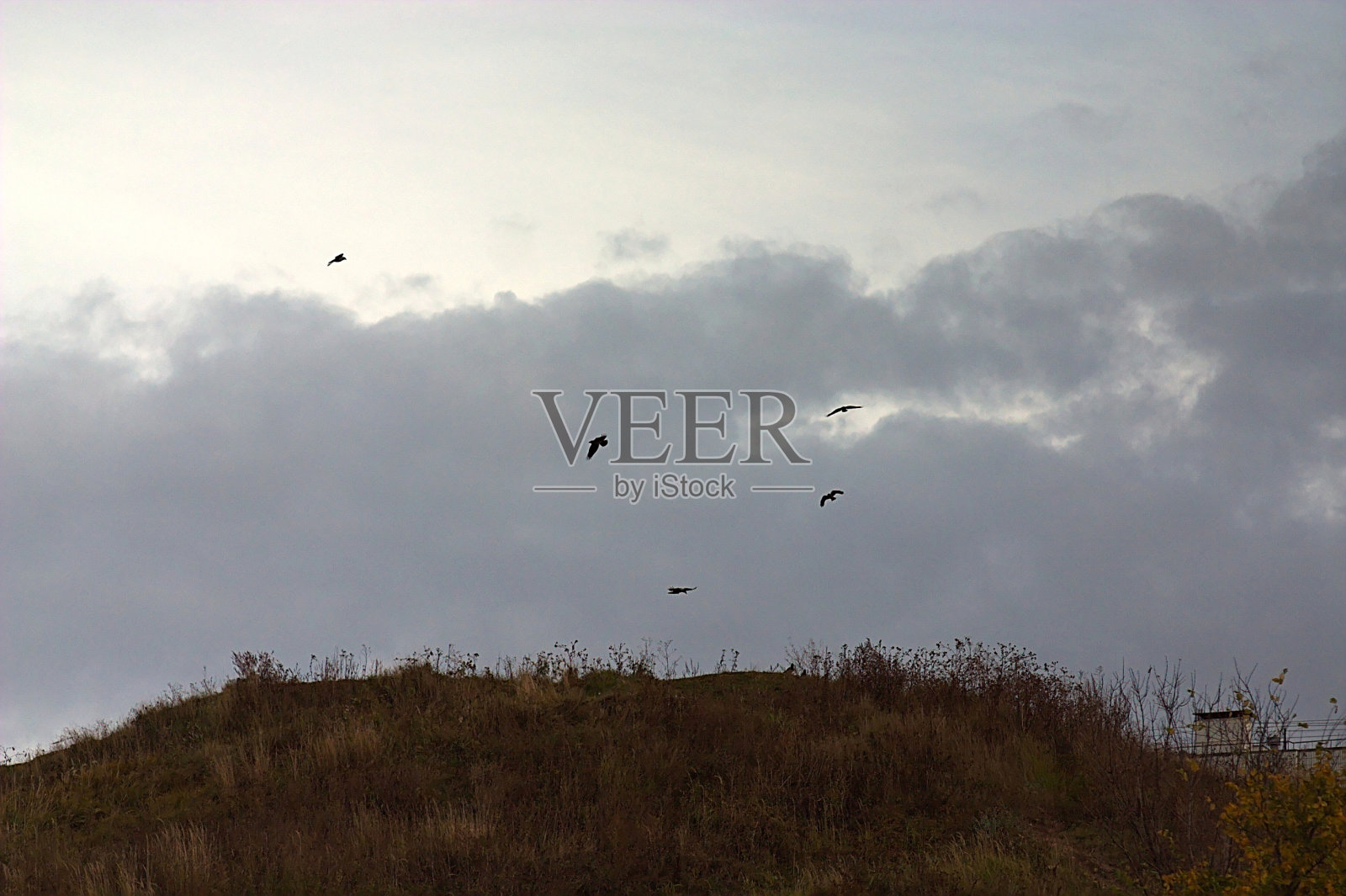 鸟儿飞过城市郊区的一座小山照片摄影图片