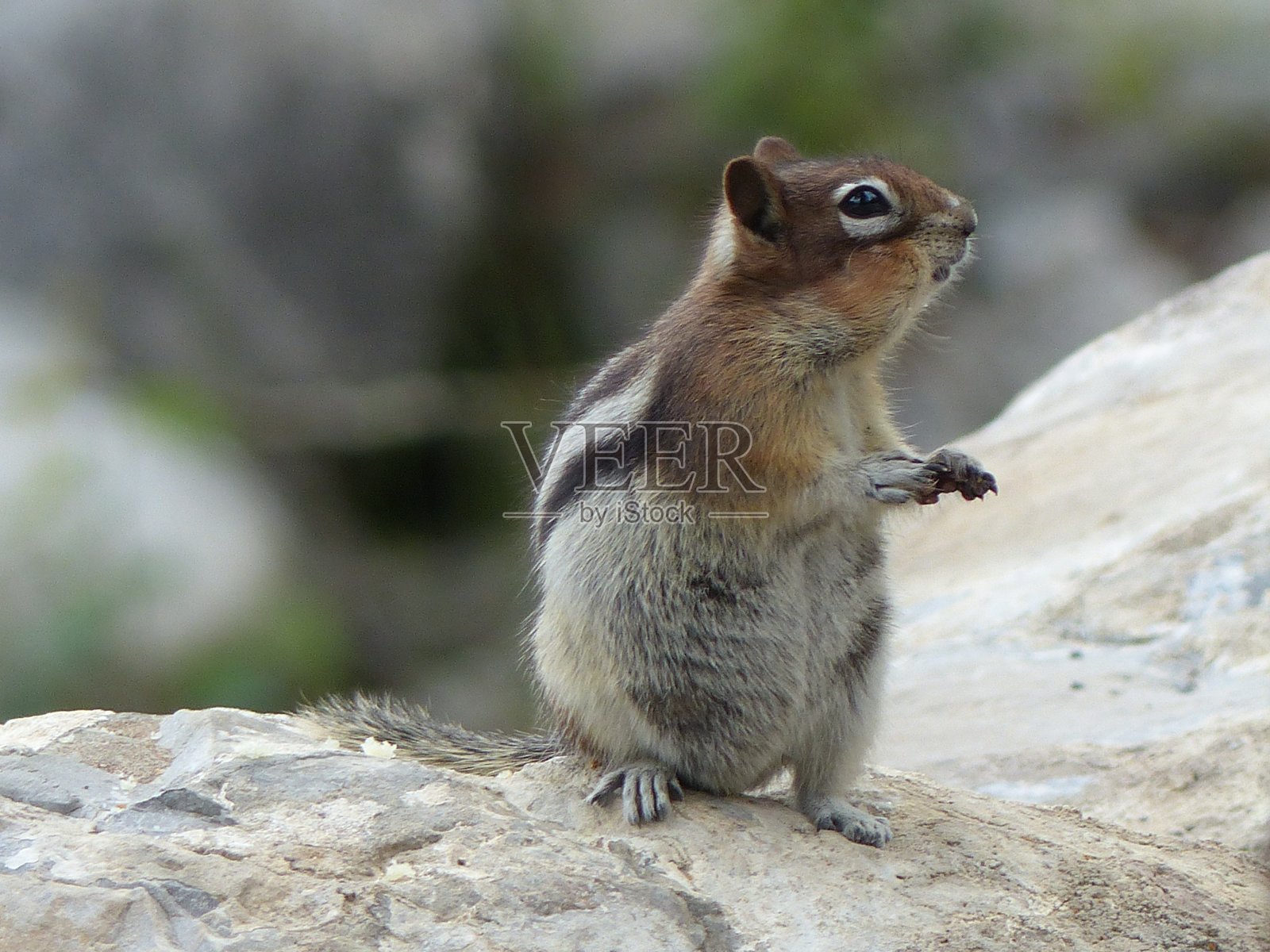 花栗鼠环顾四周照片摄影图片