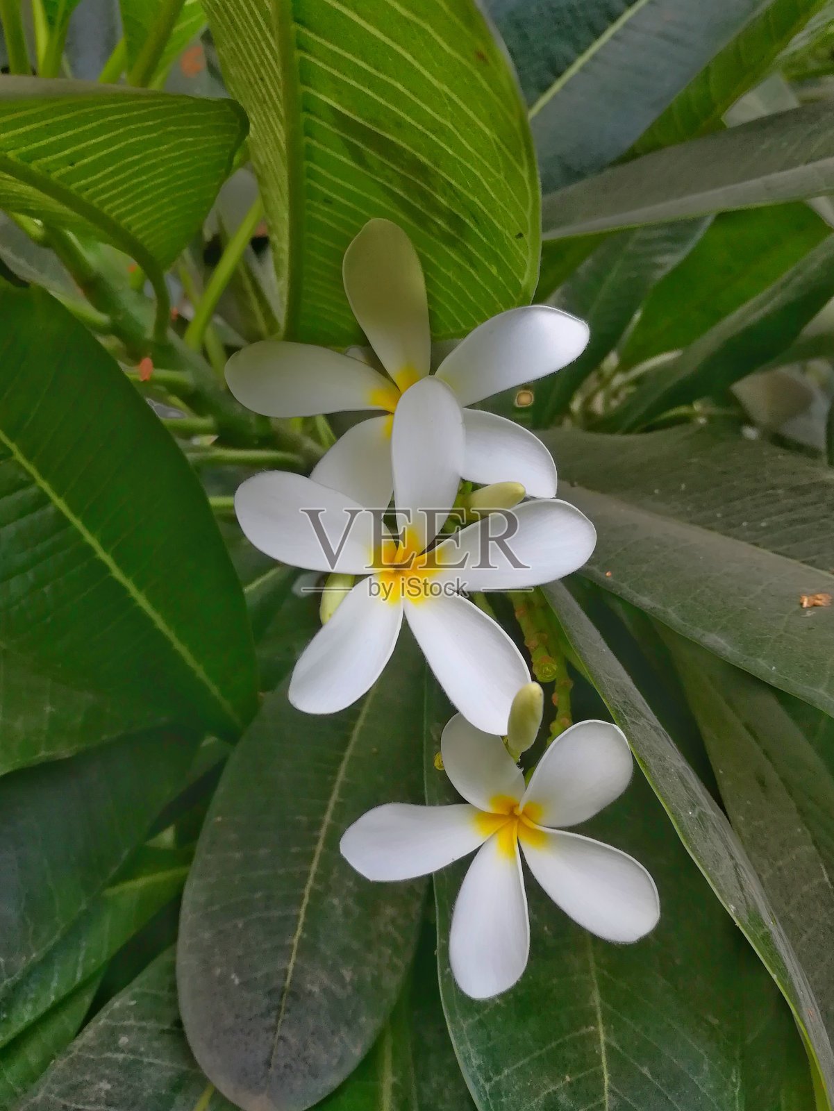 栀子，绿叶。照片摄影图片