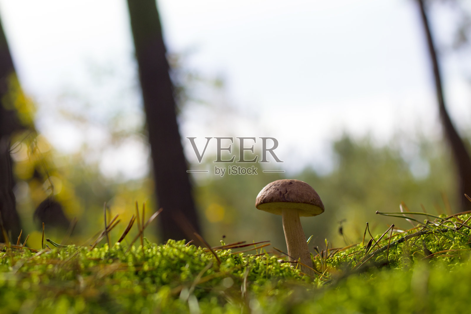 牛肝菌生长在苔藓林中照片摄影图片