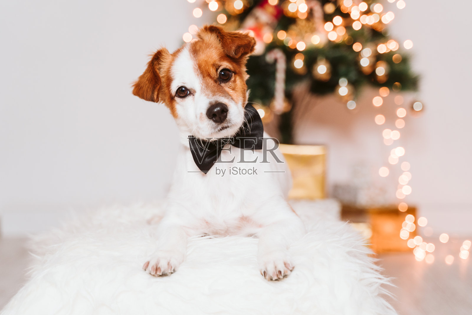 可爱的杰克罗素狗在家的圣诞树旁，狗戴着领结照片摄影图片