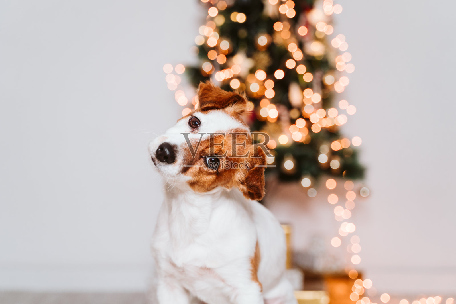 可爱的杰克罗素狗在家的圣诞树旁照片摄影图片