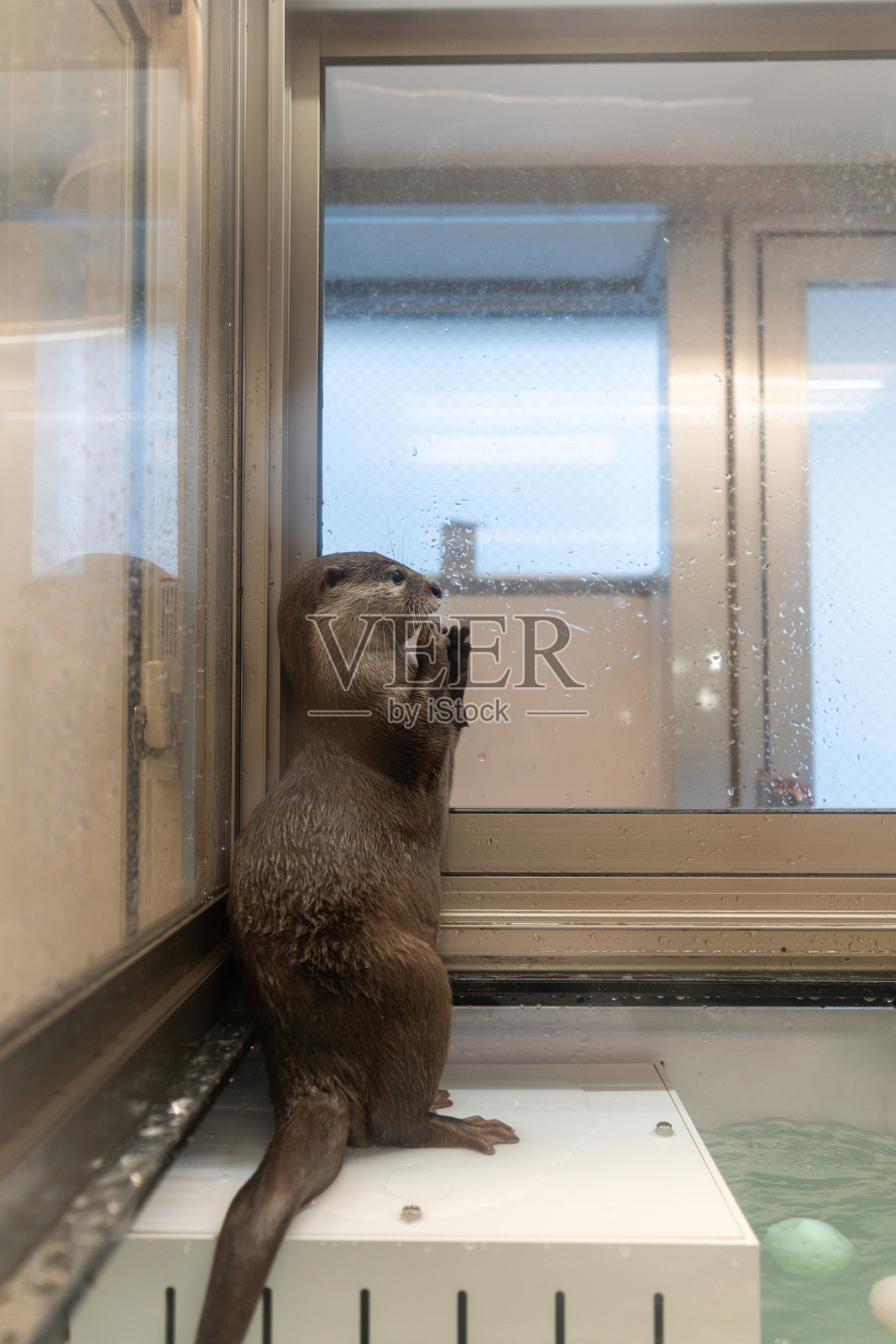 亚洲小爪水獭照片摄影图片