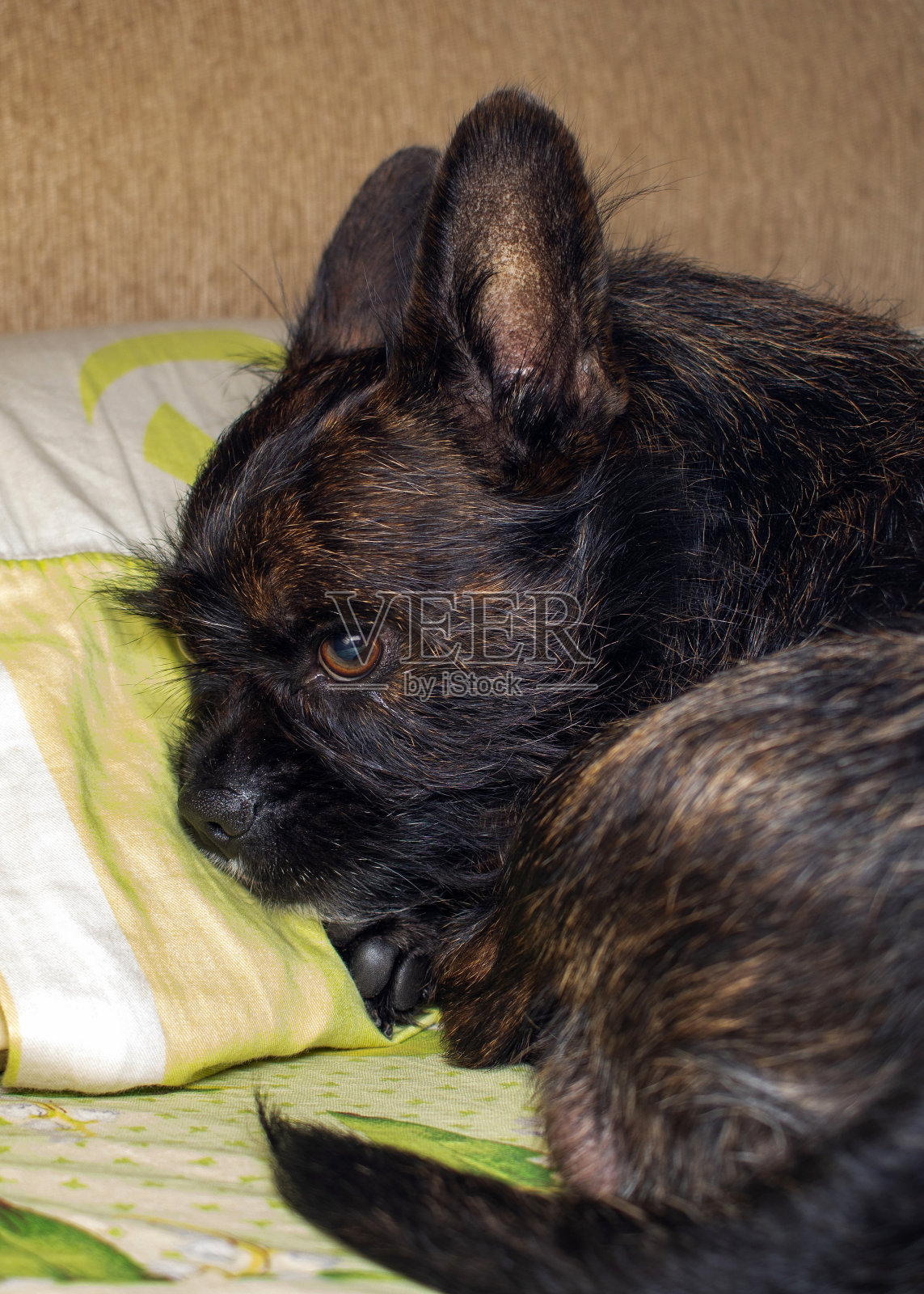 一只小黑狗正准备睡觉。一只法国斗牛犬和约克夏犬的混合狗趴在床上准备睡觉照片摄影图片