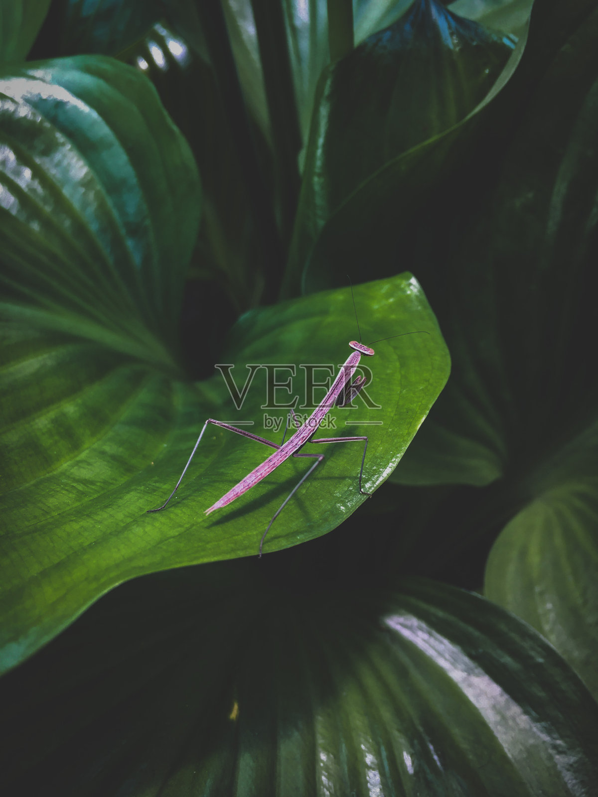 螳螂坐在大叶子上照片摄影图片