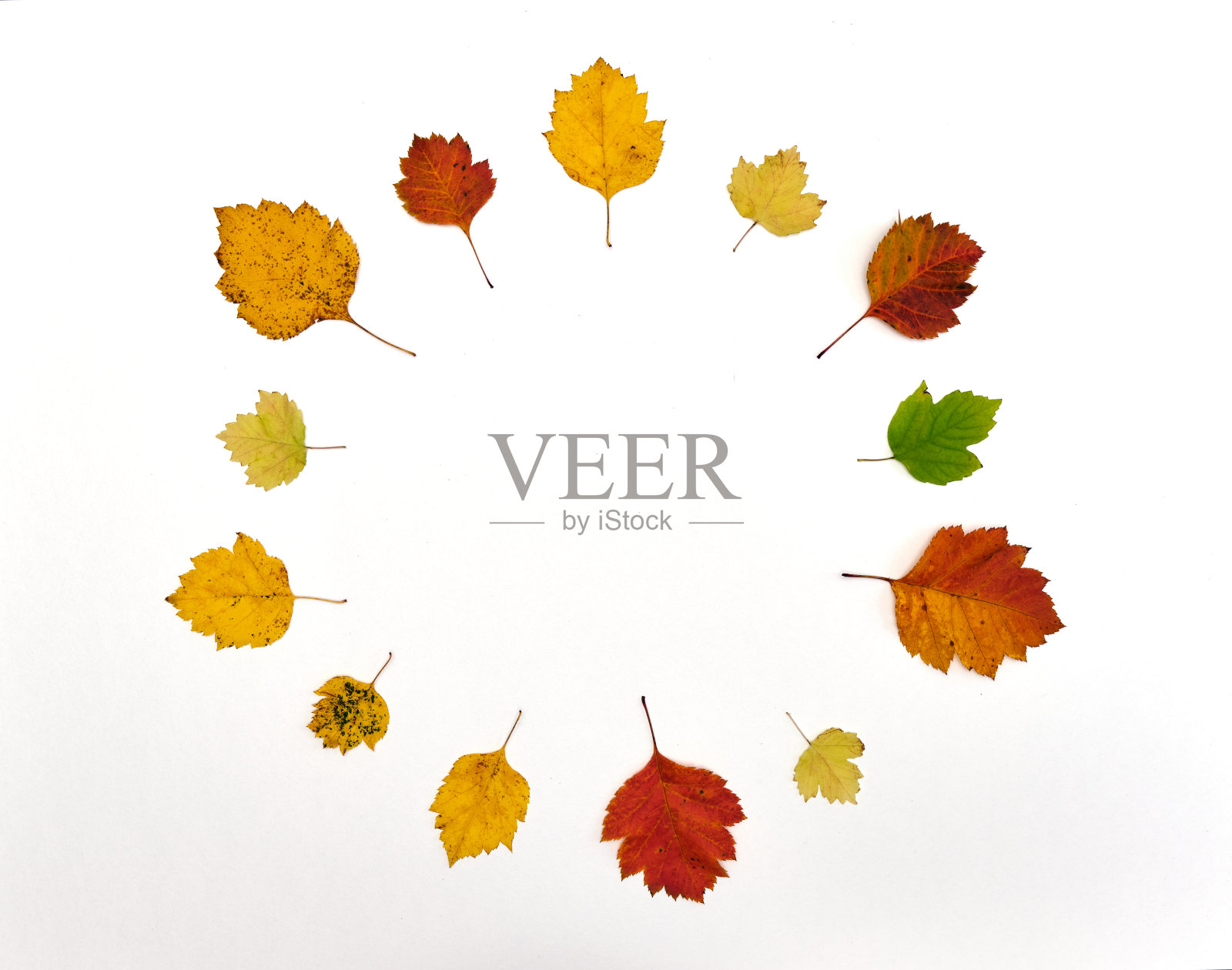 秋天大大小小的五颜六色的叶子在白色的背景上照片摄影图片