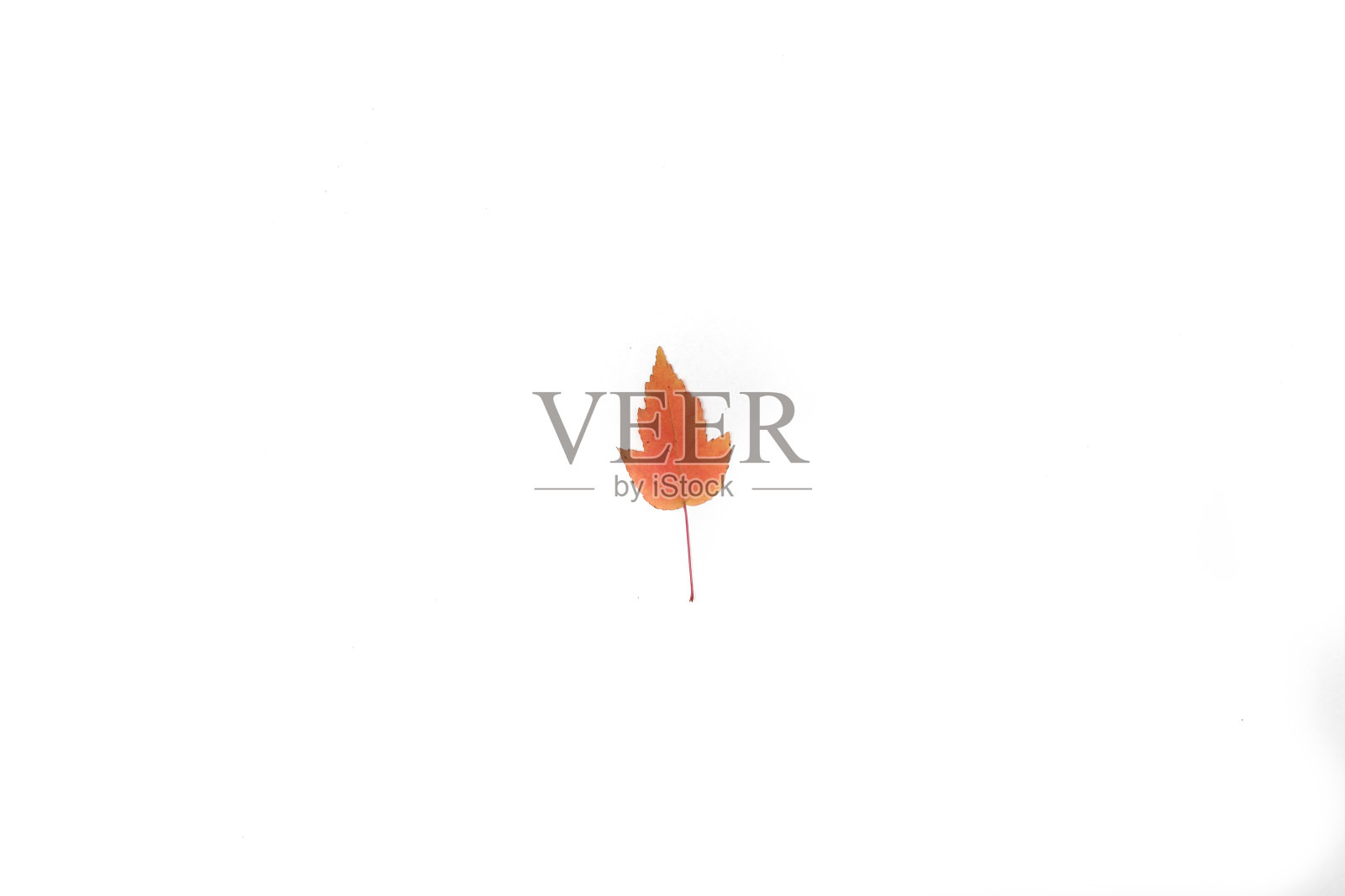 美丽多彩的叶子孤立在白色的背景上照片摄影图片