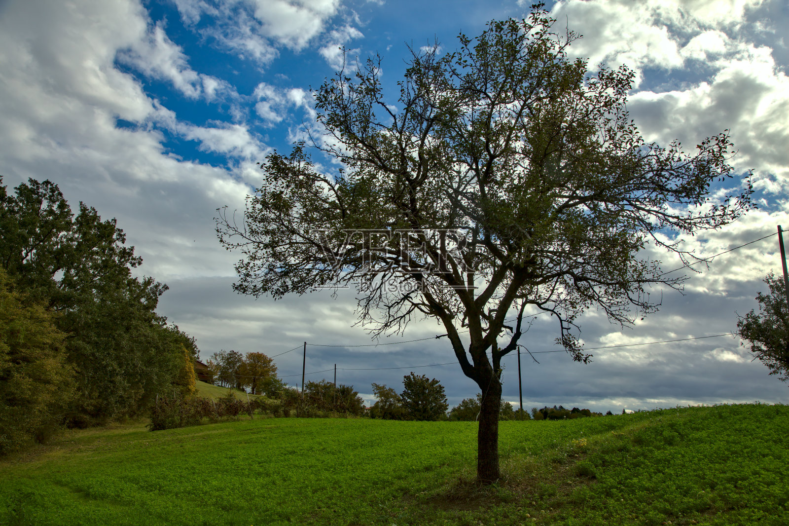 一个几乎光秃秃的树在一个多云的天空作为背景的田野的特写照片摄影图片