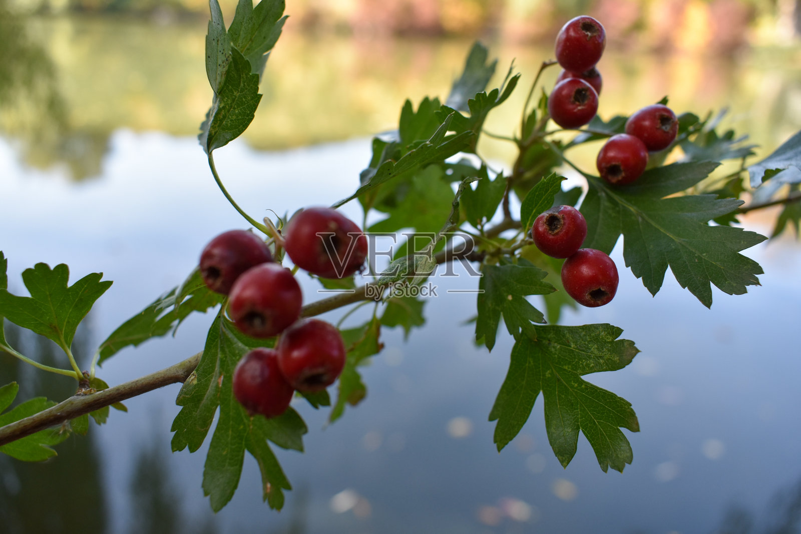 明亮的山楂果实照片摄影图片