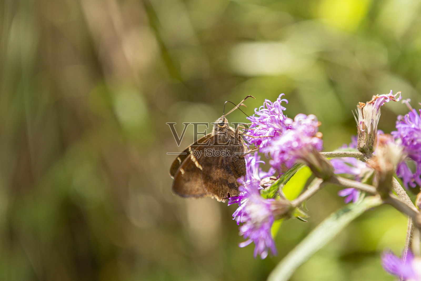 乌尔班(蝴蝶)照片摄影图片