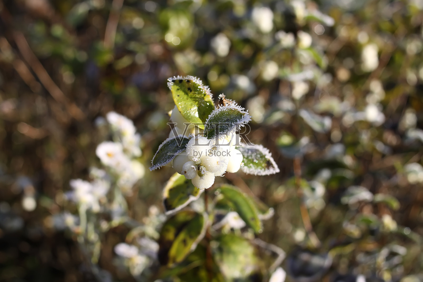 秋日公园初霜。十一月的清晨。湿枝上结霜。照片摄影图片