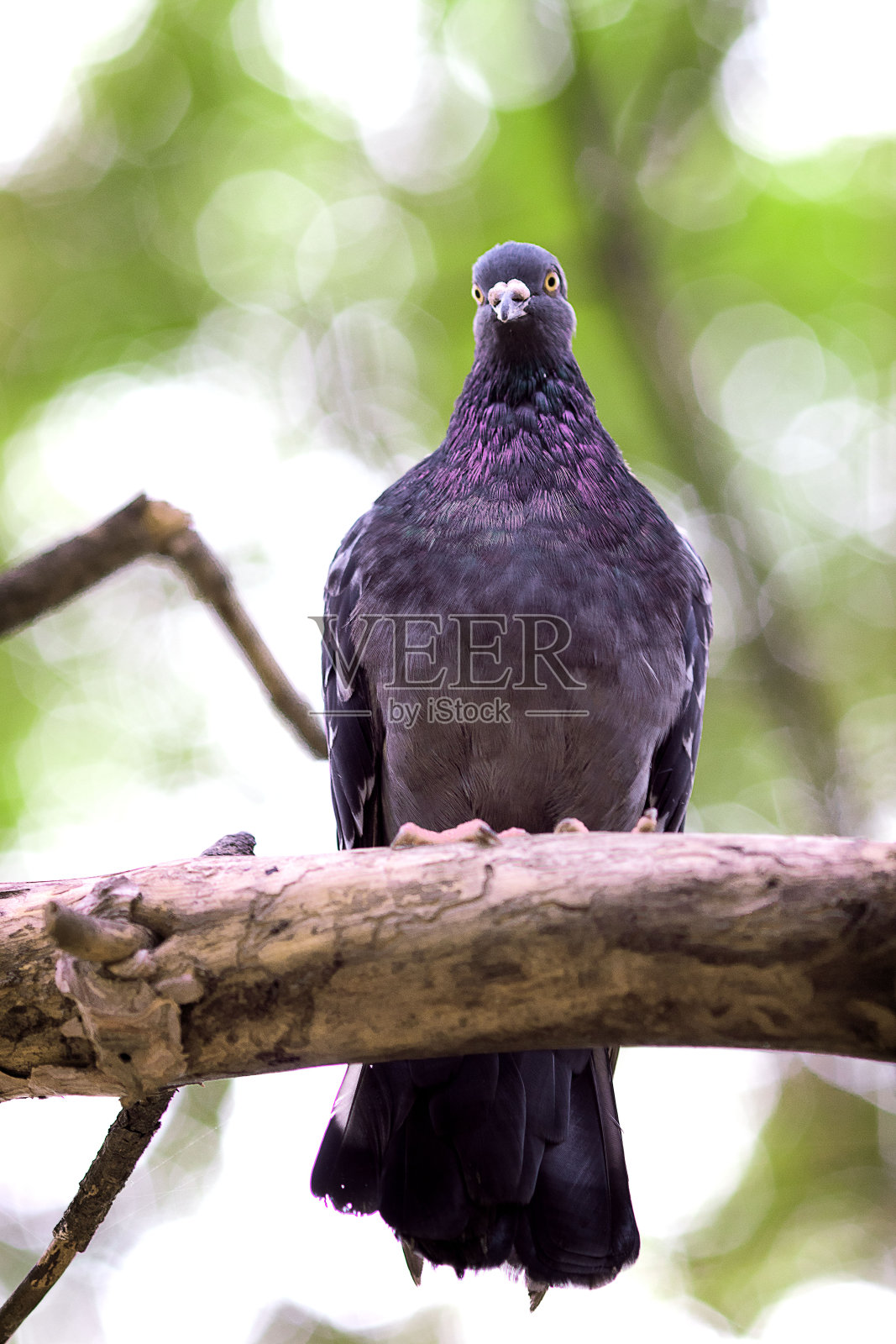 成年鸽子坐在一棵老松树的树枝上照片摄影图片