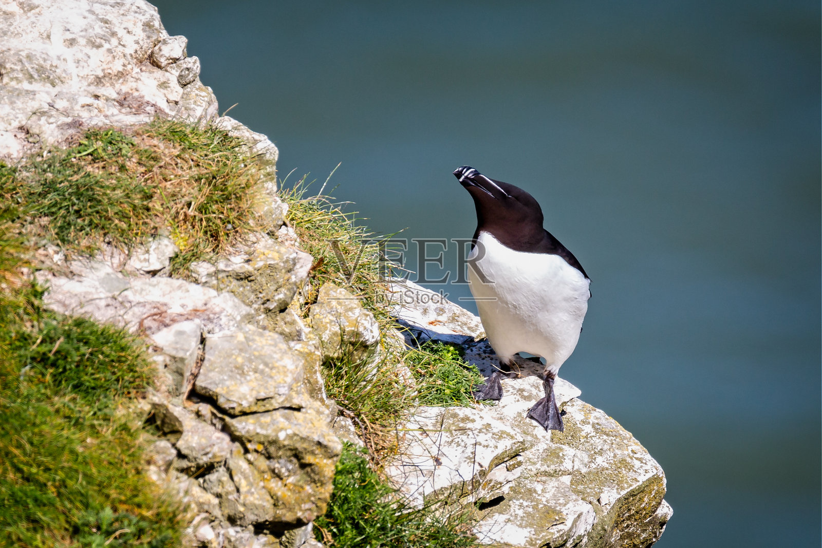 近距离观察了栖息在悬崖边缘的剃刀鸟照片摄影图片