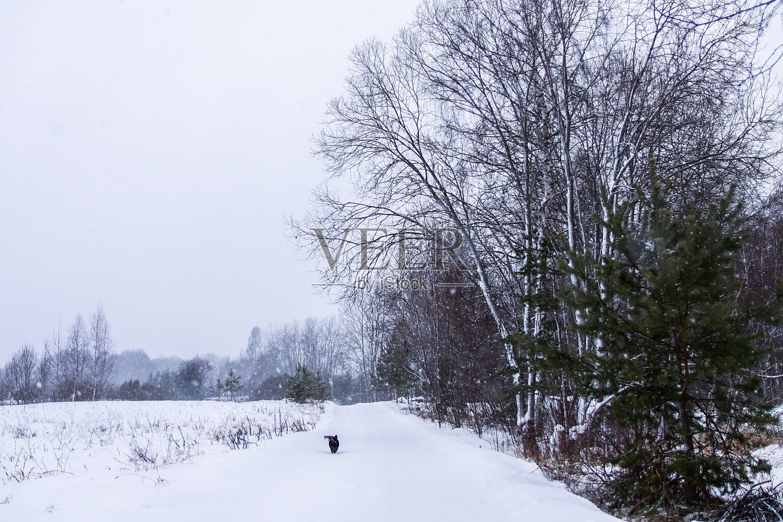 冬天里，小黑狗在村子里的路上奔跑照片摄影图片