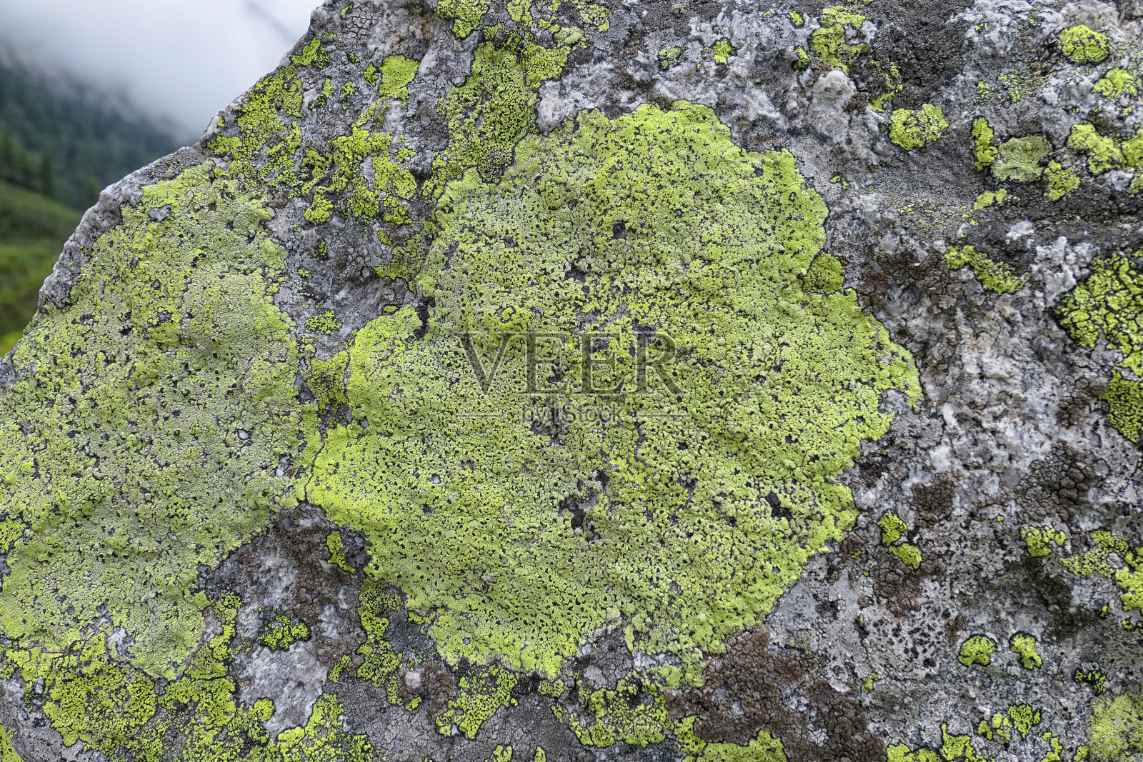 生长在高山岩石上的绿色和灰色地衣照片摄影图片
