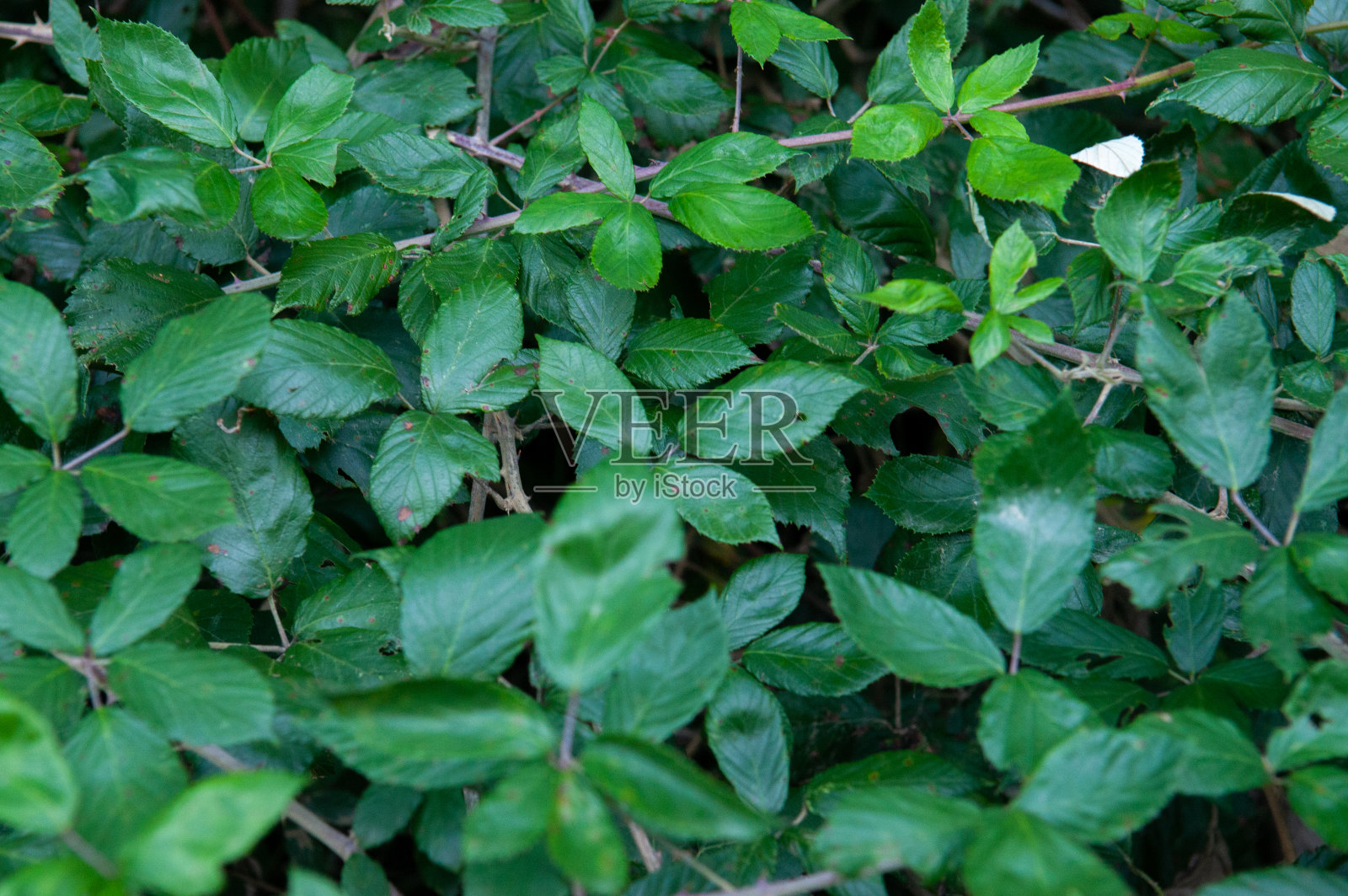 成熟和未成熟的黑莓在灌木上有选择性的焦点。一些黑莓。照片摄影图片